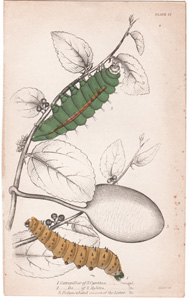 Plate 15

Caterpillar of Saturnia Cynthia (Bengal)
Caterpillar of Saturnia Mylitta (Bengal)
Pedunculated cocoon of the latter